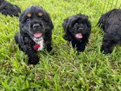Cocker pups for sell