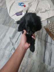 Want to sell my puppies English cocker spaniel