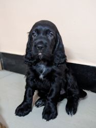 Cockerspaniel puppies for sale in Chennai