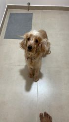 I have a English cocker spaniel 8 months old male