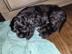 9 weeks puppies for sale