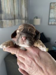 Puppy’s for sale