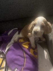 3 month old male cocker spaniel