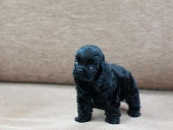Trained Cocker Spaniel Puppies