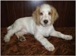 family English Cocker Spaniel puppies for sale