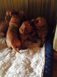 We Have 4 Beautiful Cocker Spaniel Girls Available