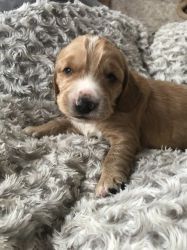 4 Beautiful Cocker Spaniel Boys And 1 Girl For sale