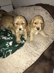 4 Beautiful Cocker Spaniel Boys And 1 Girl Forsale