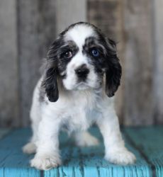 Available English Cocker Spaniel for right homes