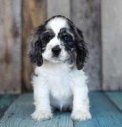 Full Blooded Cocker Spaniel Puppies For Sale