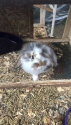 Babies rabbits for sale