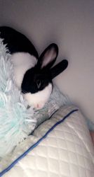 Black and white bunny for sale