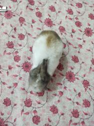 Im selling my rabbits as well as any body needs to take proper care c