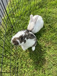 Rabbits Free To Good Home