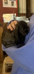 Mini lop bunny