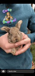 English lop rabbits for sale