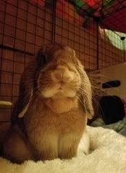 Charlie Binx, Lop rabbit pet for sale