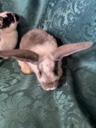 Extra long earred rabbits!!