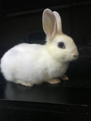 Tame Rabbit bunny for sale