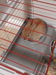 Free Rabbit with cage