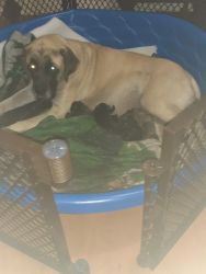 English Mastiff puppies in Miami for sale