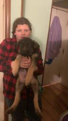 Eight weeks old German Shepherd puppies They have had their shots
