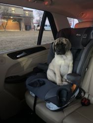 4 months old English mastiff for sale