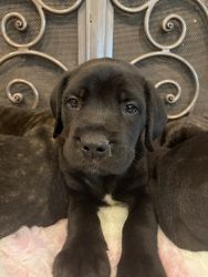 AKC English Mastiff ready for their forever home.