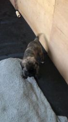 AKC Brindle Female English Mastiff 6 weeks old end of April west cent