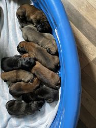 AKC registered English Mastiff puppies