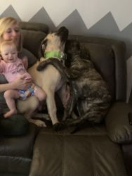6 month old and 7 month old English mastiff