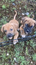 Two sweet puppies looking for a caring and loving homes