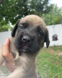 English Mastiff pups for sale