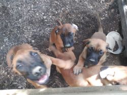 Mastiff puppies 16 weeks