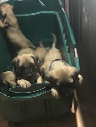 English mastiff puppies