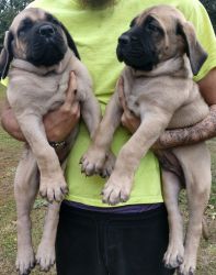 2 male AKC English Mastiff puppies for sale