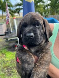 Male English Mastiff looking for forever couche