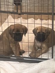 English Mastiff two males full blood no papers 800.00