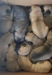 AKC Mastiff Pups