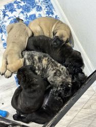6 female English mastiff puppies for sale