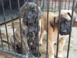 Brave Mastiff puppies