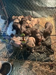 7 Week Old English Mastiff Puppies
