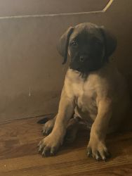 Cute English Mastiff pup $1000