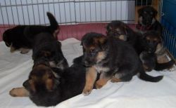 KCI Registered English Mastiff puppies