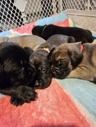 English mastiff pups for sale. Available 5/13.