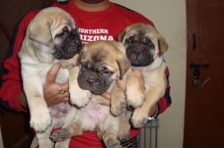 Mastiff puppies ...