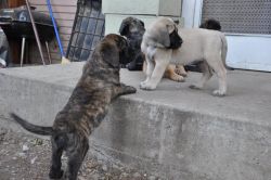 mastiff puppies ready for new homes â€”.