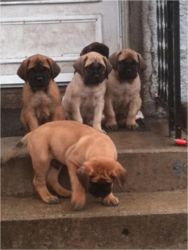 AKC registered English mastiff puppies!