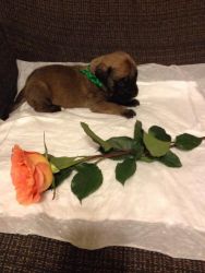 AKC English Mastiff puppy for sale