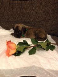 AKC English Mastiff puppy for sale